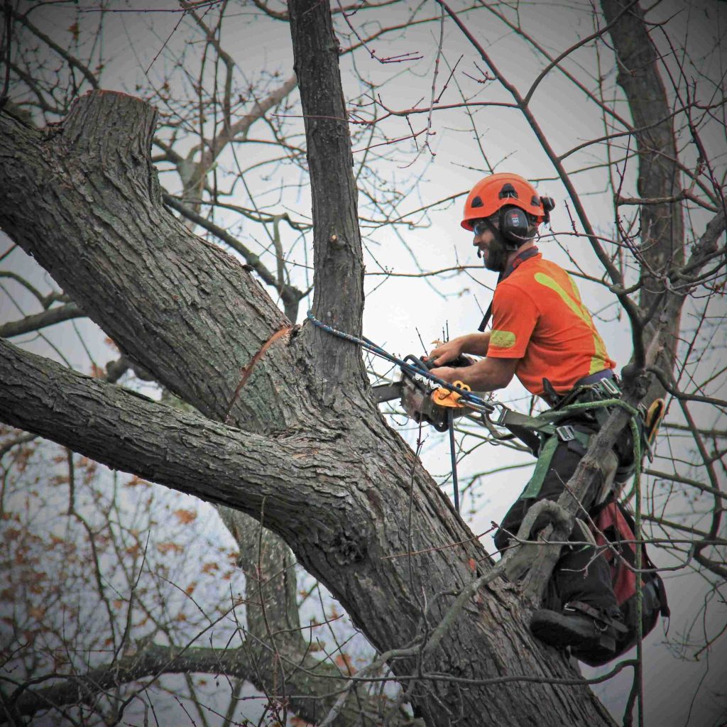 Tree Surgeon Service